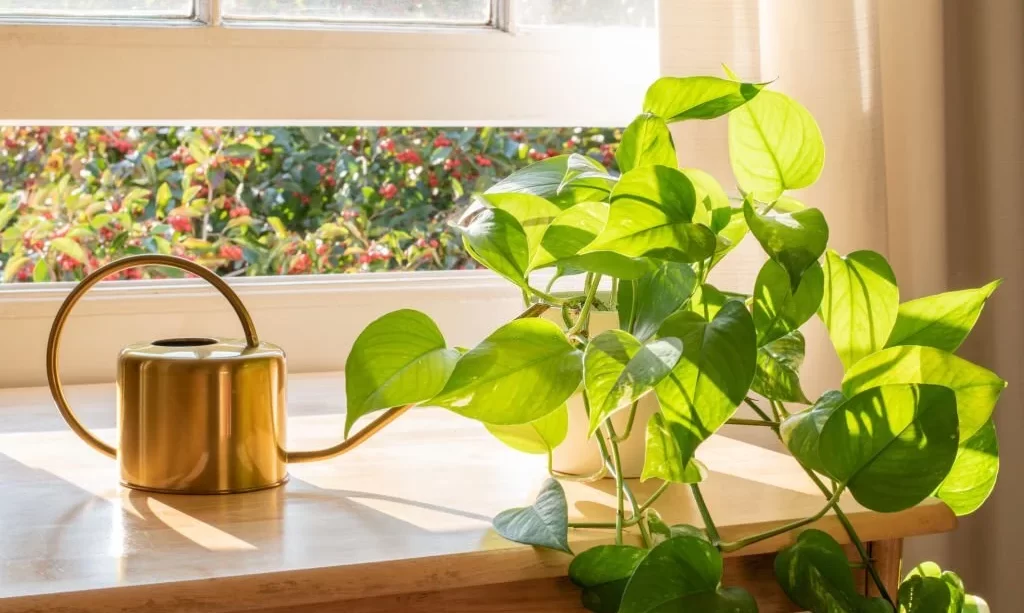 Indoor Golden pothos houseplant next to a watering can