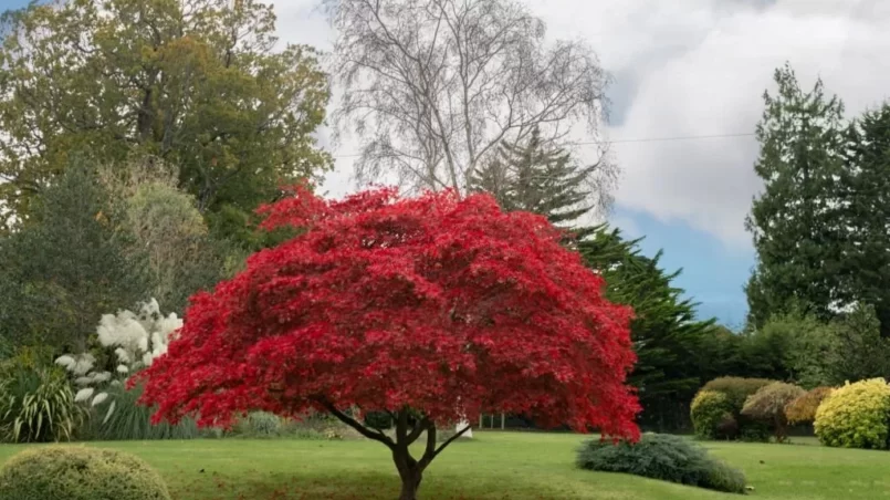 Japanese Maple tree