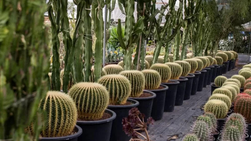 Large Group Of Big Cacti In A Row
