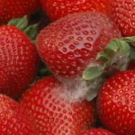 Mold on strawberries
