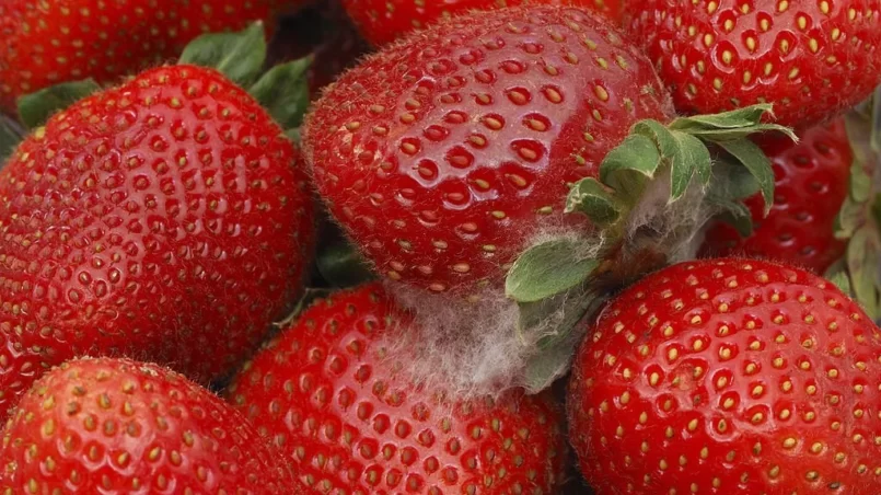 Mold on strawberries