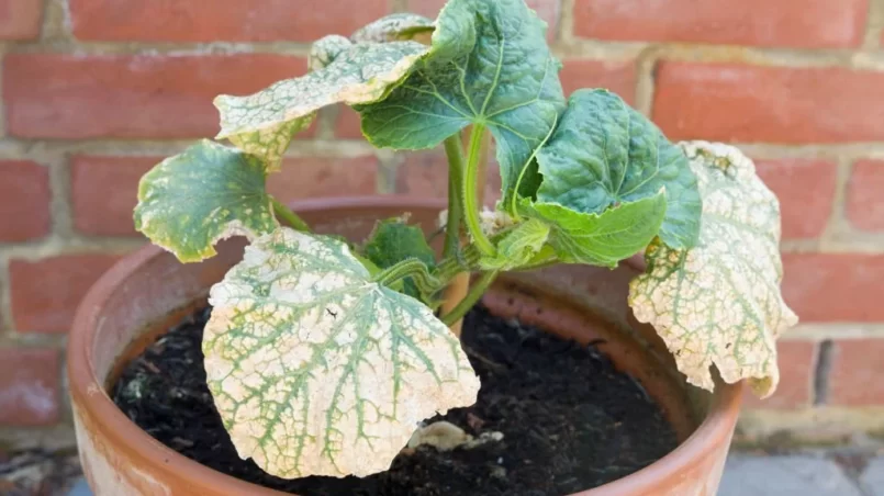 Mosaic virus on the leaves of a cucumber plant
