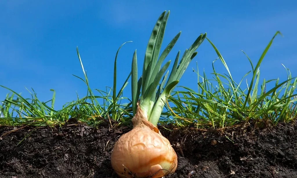 Onion growing underground