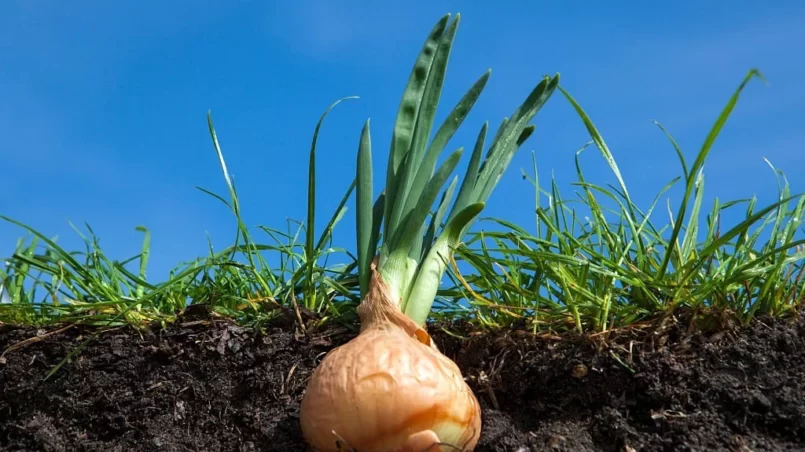 Onion growing underground