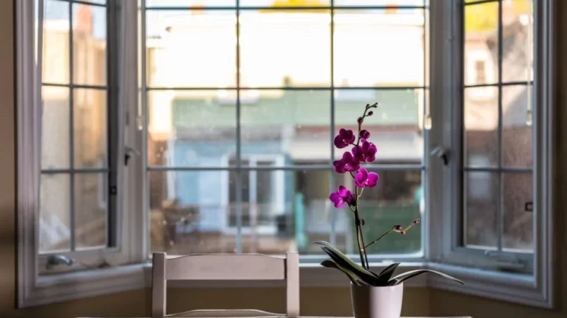 Orchids on the table