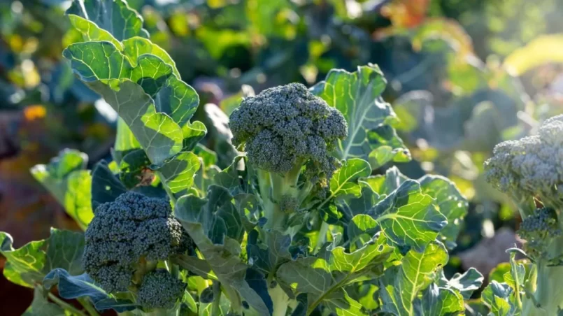 Organic Broccoli Growing On Organic Farm