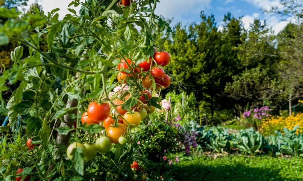 Organically Grown Cherry Tomatoes In Home Garden