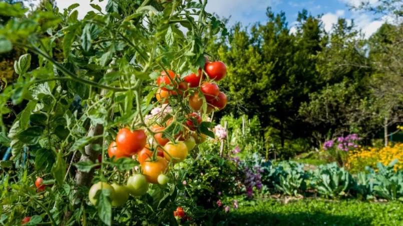 Organically Grown Cherry Tomatoes In Home Garden