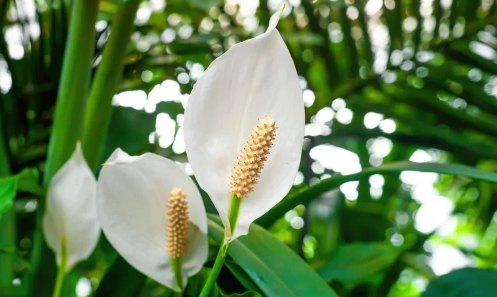 Peace Lily white flowers blooming