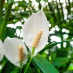 Peace Lily white flowers blooming
