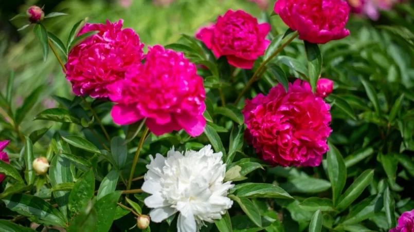 Peonies in natural sunlight