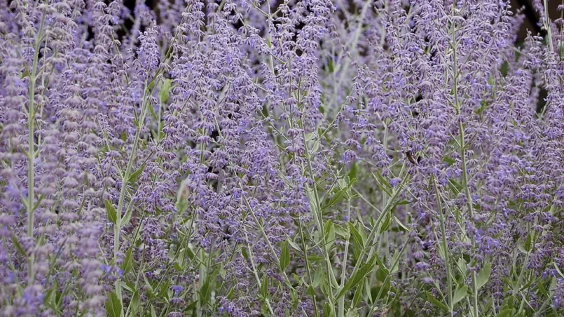 Perovskia atriplicifolium Russian Sage