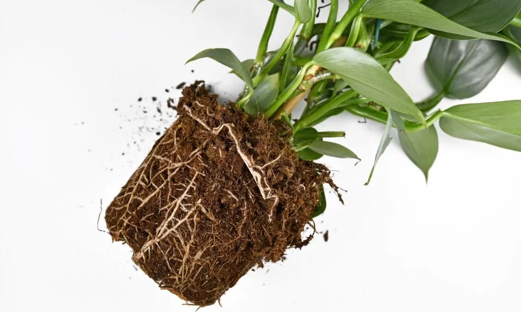 Philodendron roots in soil shaped like flower pot