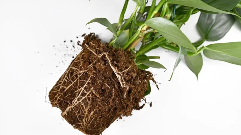 Philodendron roots in soil shaped like flower pot