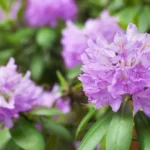 Pink rhododendron in bloom