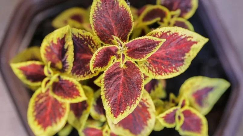 Potted coleus