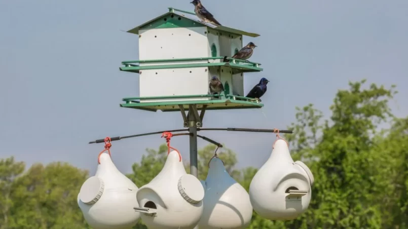 Purple Martins near bird houses