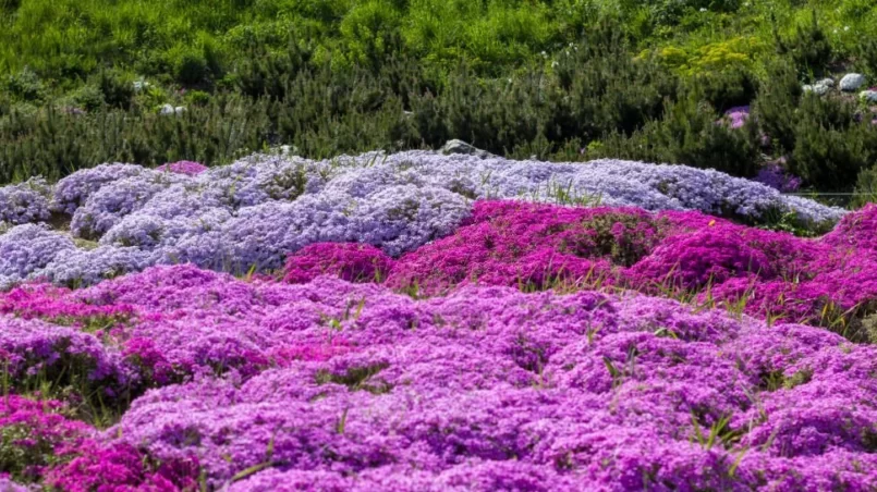 Purple creeping phlox