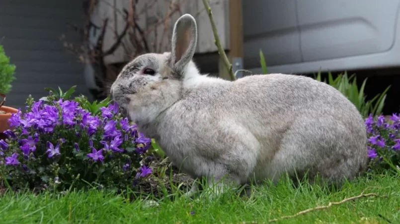 Rabbit eating flowers