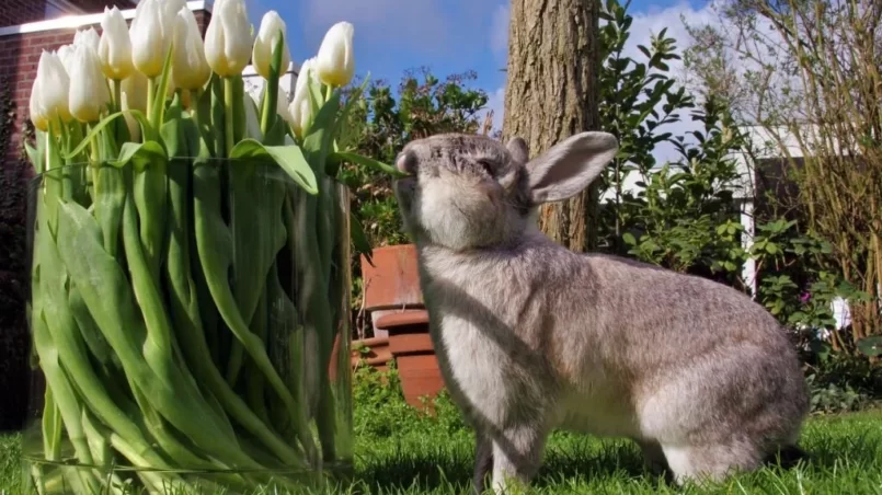 Rabbit eating tulips