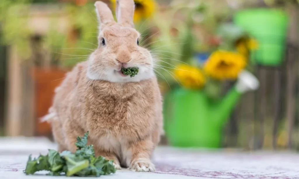 Rabbit eats a sprig of parsley on deck with sunflowers