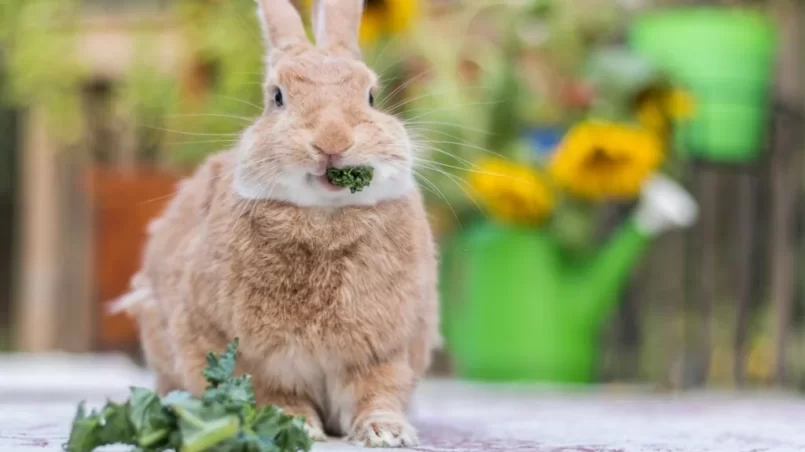 Rabbit eats a sprig of parsley on deck with sunflowers