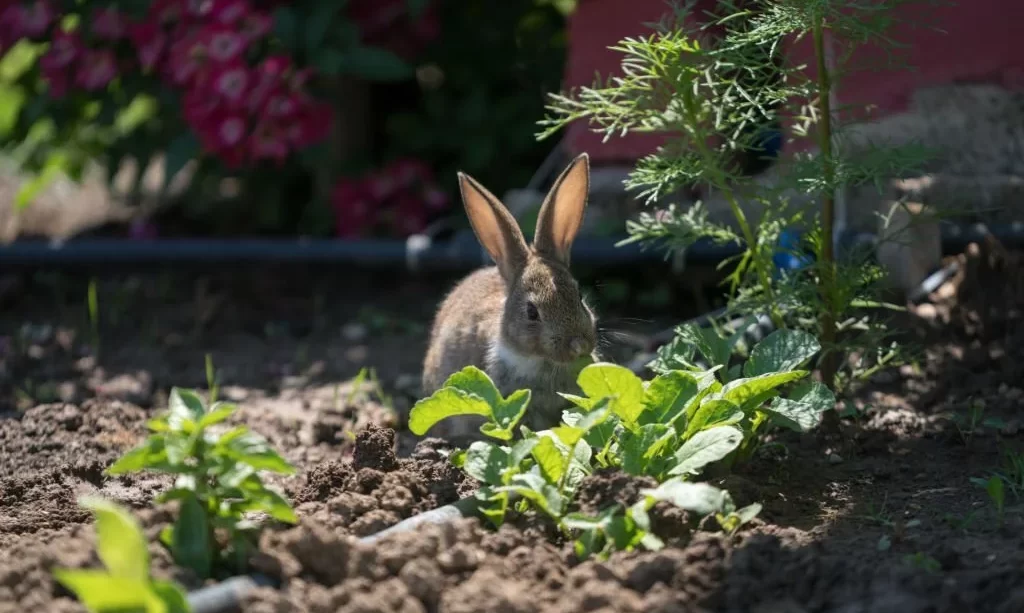Rabbit munching lettuce in garden