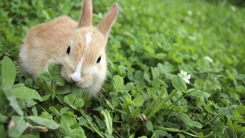 Rabbit on clovers