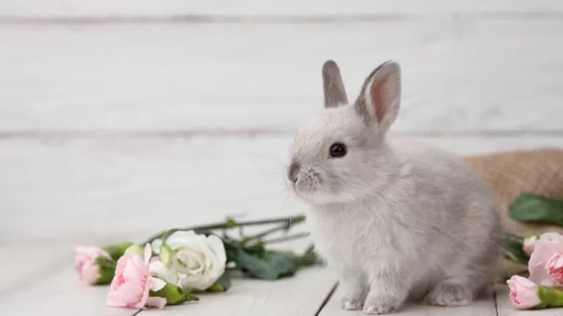 Rabbit with spring flowers