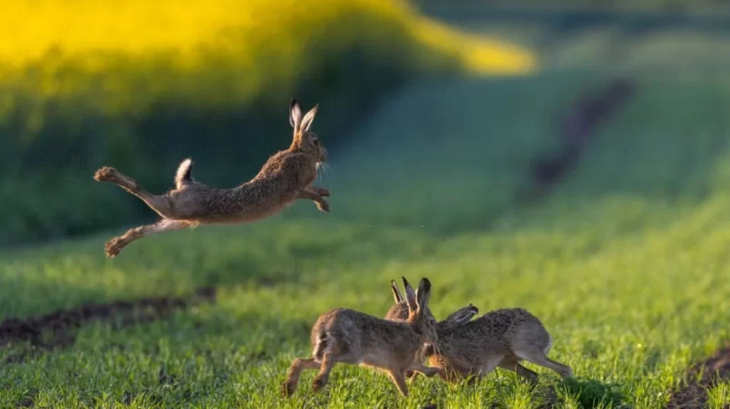 Rabbits jumping and running on a field