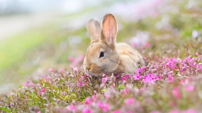 Red-haired pet rabbit sitting on green grass with pink flowers