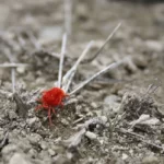 Red spider mite in soil