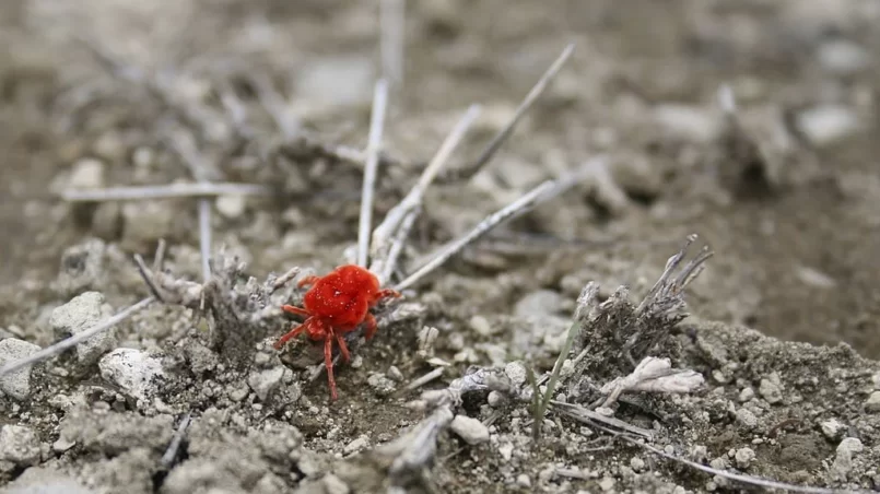 Red spider mite in soil