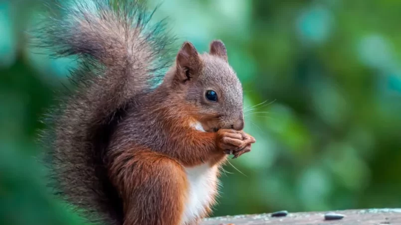 Red squirrel eating sunflower seeds