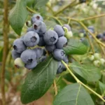 Ripe blueberries on plant