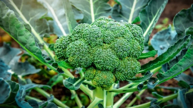 Ripe organic broccoli