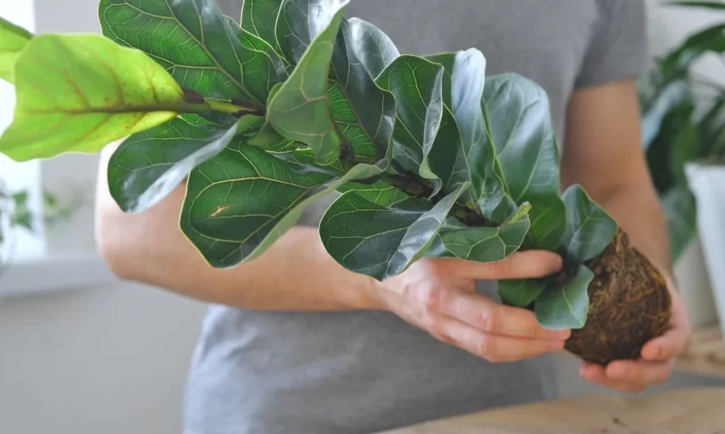 Root bound fiddle leaf fig