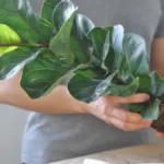Root bound fiddle leaf fig
