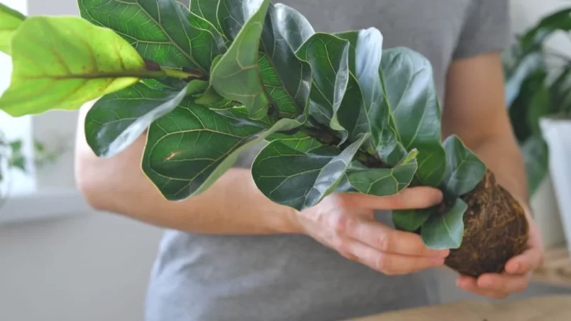 Root bound fiddle leaf fig