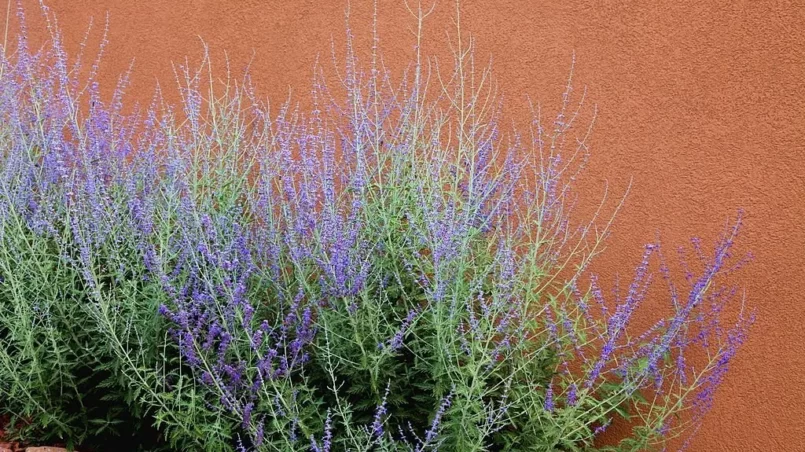 Russian Sage (Perovskia atriplicifolia)