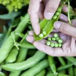 Shelling fresh garden peas