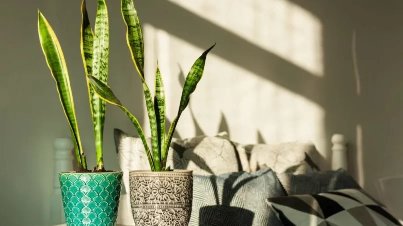 Snake plant in sunlight