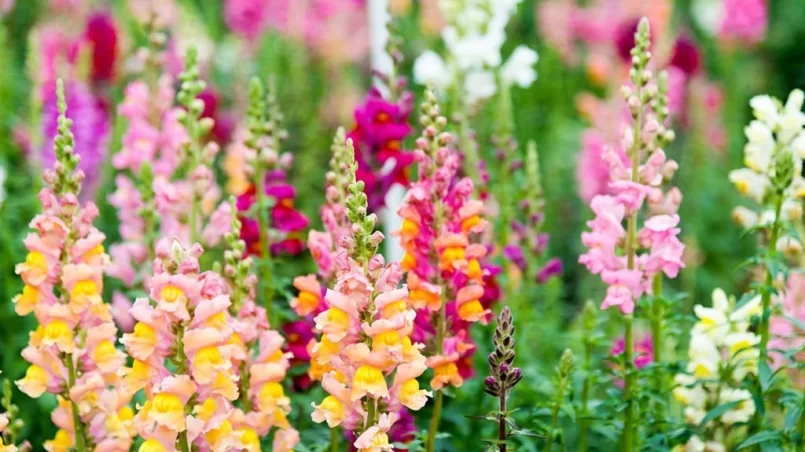 Snapdragon flowers