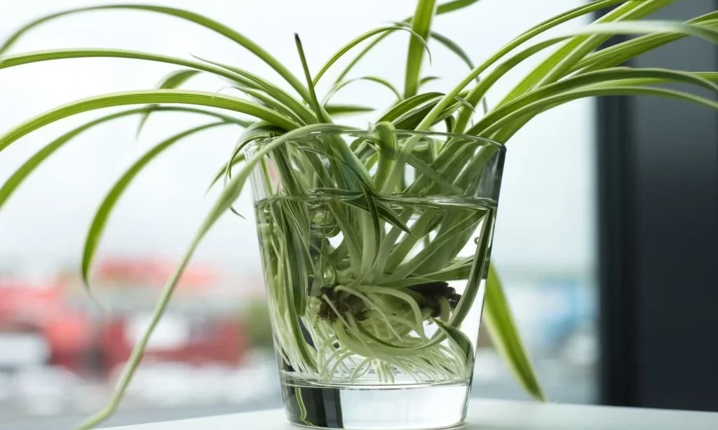 Spider plant growing roots in water glass