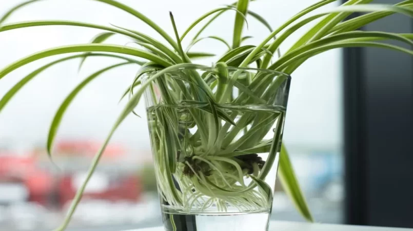 Spider plant growing roots in water glass