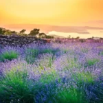 Sunset over Lavender field