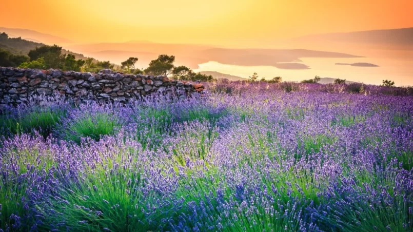 Sunset over Lavender field