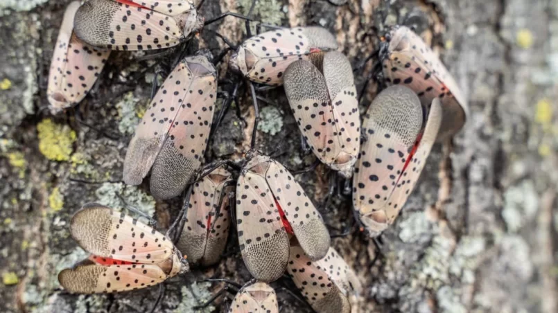 Swarm of Spotted Lanternflies