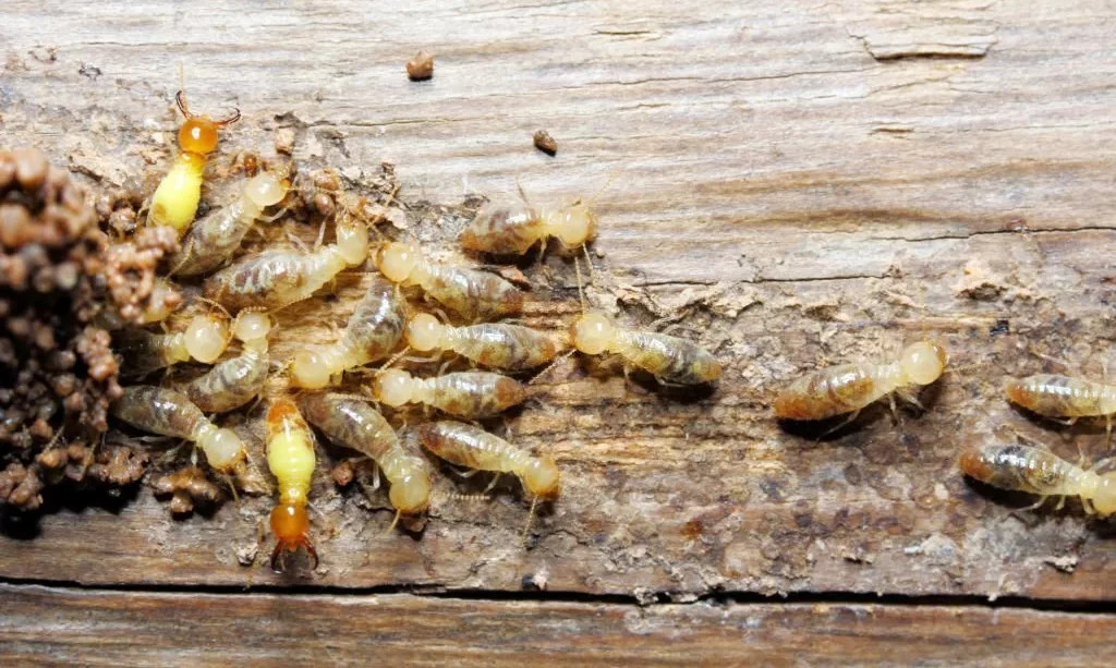 Termite eating wood