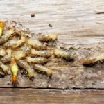 Termite eating wood